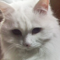 Sanneko