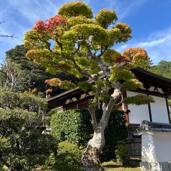 紅葉🍁
