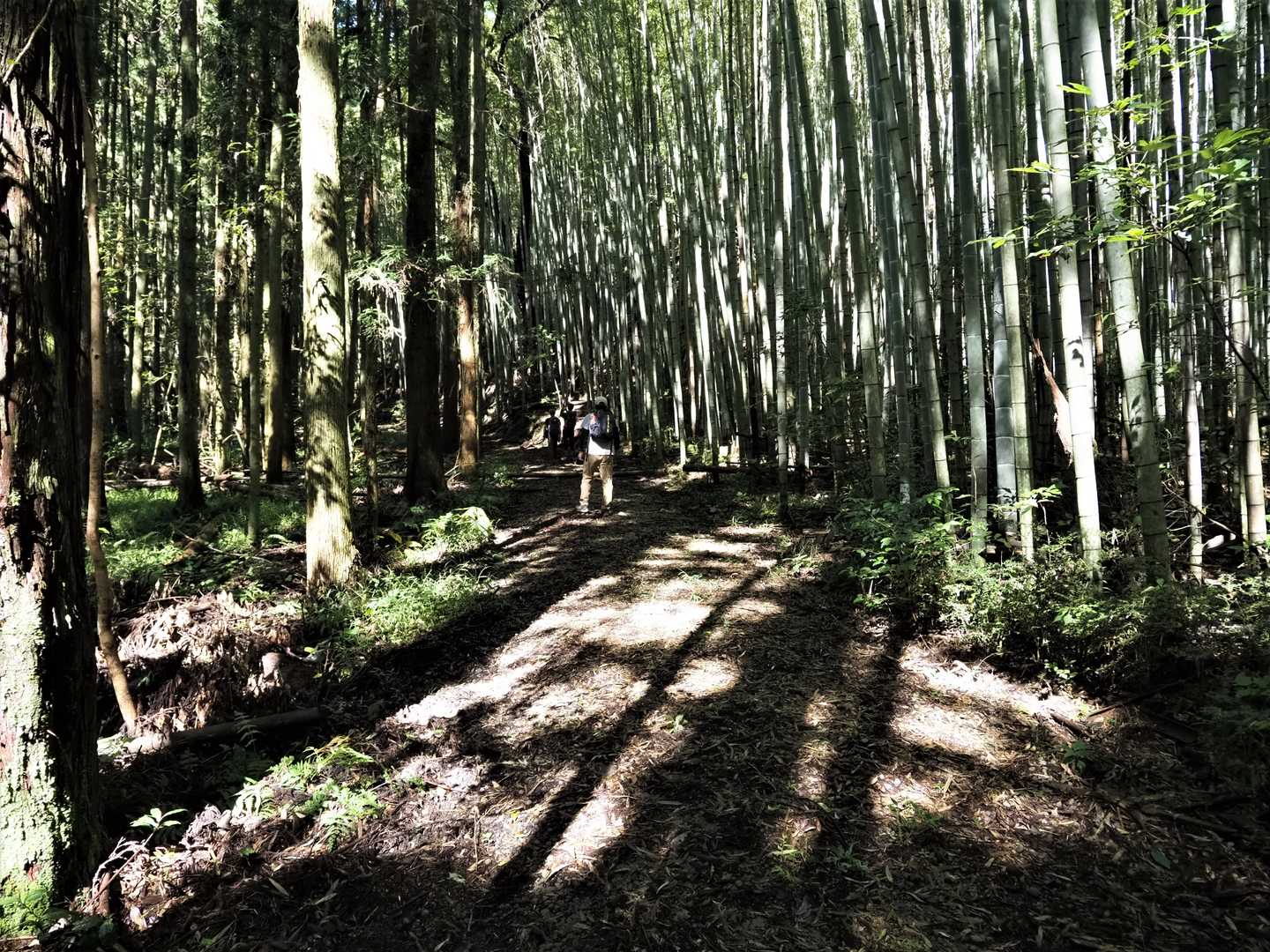 蓮華山 周回コースの写真