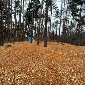 一気に飛んで金華山（城跡）
