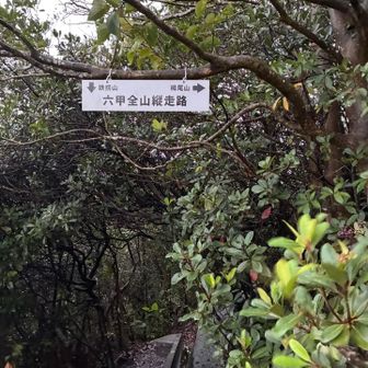 雨は本降りに☔覚悟してたから意外に平気
ただぬかるんだトレイルは滑るしちょっと大変
