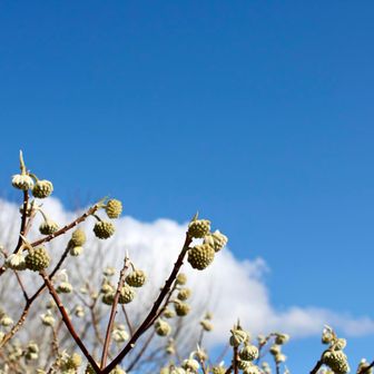 ミツマタのつぼみを確認して🌼