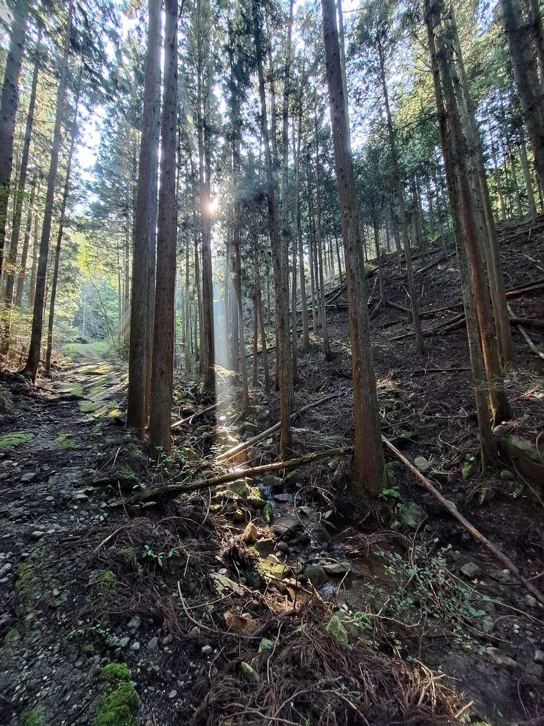 登山道入口-高川山 周回コースの写真