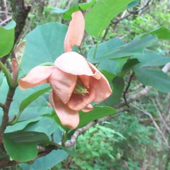 花後も存在感あり？