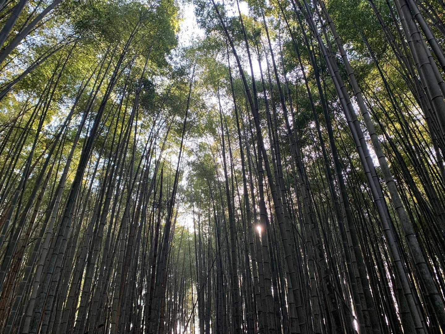 十三仏山道口手前の立派な竹林🎋