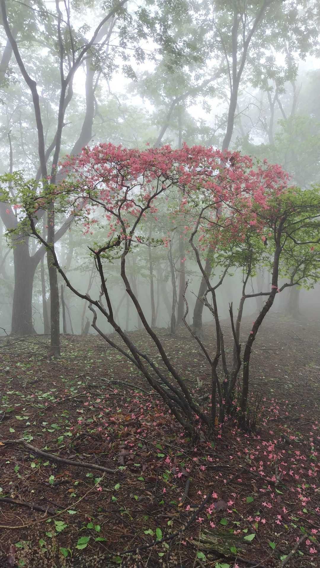 宝生山-氷室山-十二山-熊鷹山 縦走コースの写真