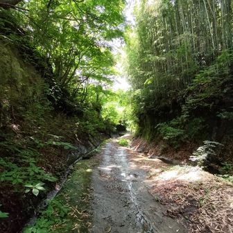 今日は歩く人も少なく、聞こえるのは鳥のさえずりだけ。歩いていると何となく800年前にタイムスリップしそうな古道。