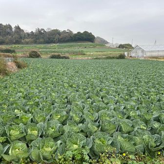 キャベツ畑が広がっている。