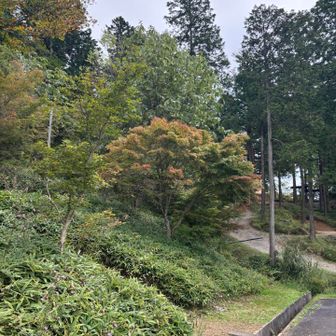 キャンプ場に戻りました
紅葉🍁始まってます