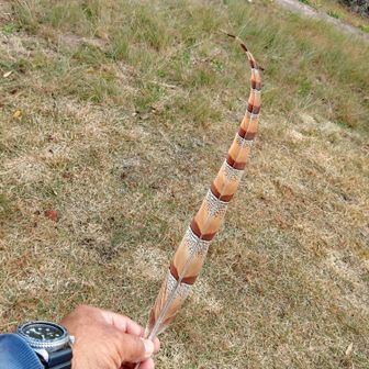 山鳥のオスの、お尻の羽🪶🐤