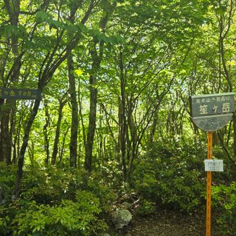 養老山系最高峰の笙ヶ岳⛰️
眺望は無いけど新緑は綺麗✨