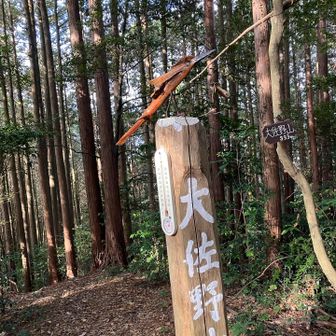 はじめは行こうとしてた大佐野山〜迷ってやめて下山しようしたのに分岐見逃して進んでしまったので行ってピークget🤭