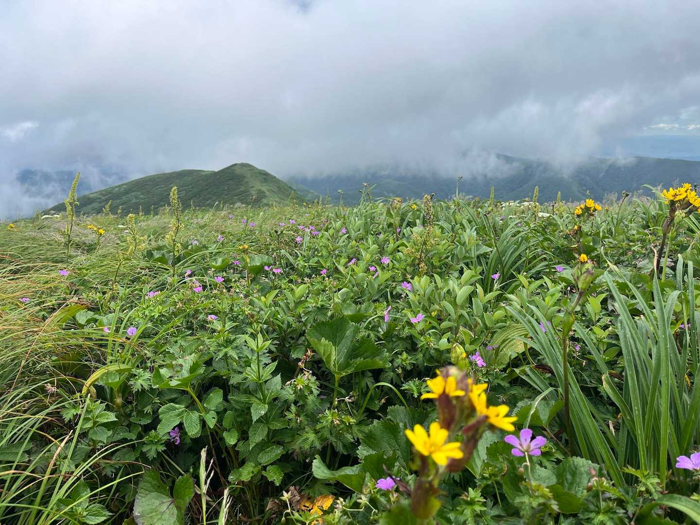 岩手山方面

さっきまで見えてたのに…
急にガスが😶‍🌫️

風も強くて寒い