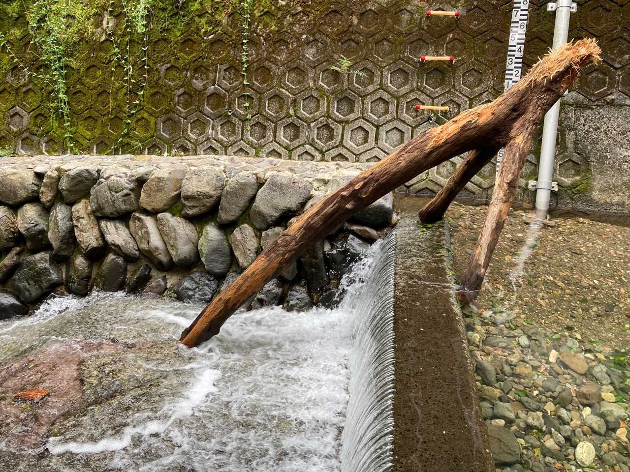 川へ下ってみる。
木が刺さってる