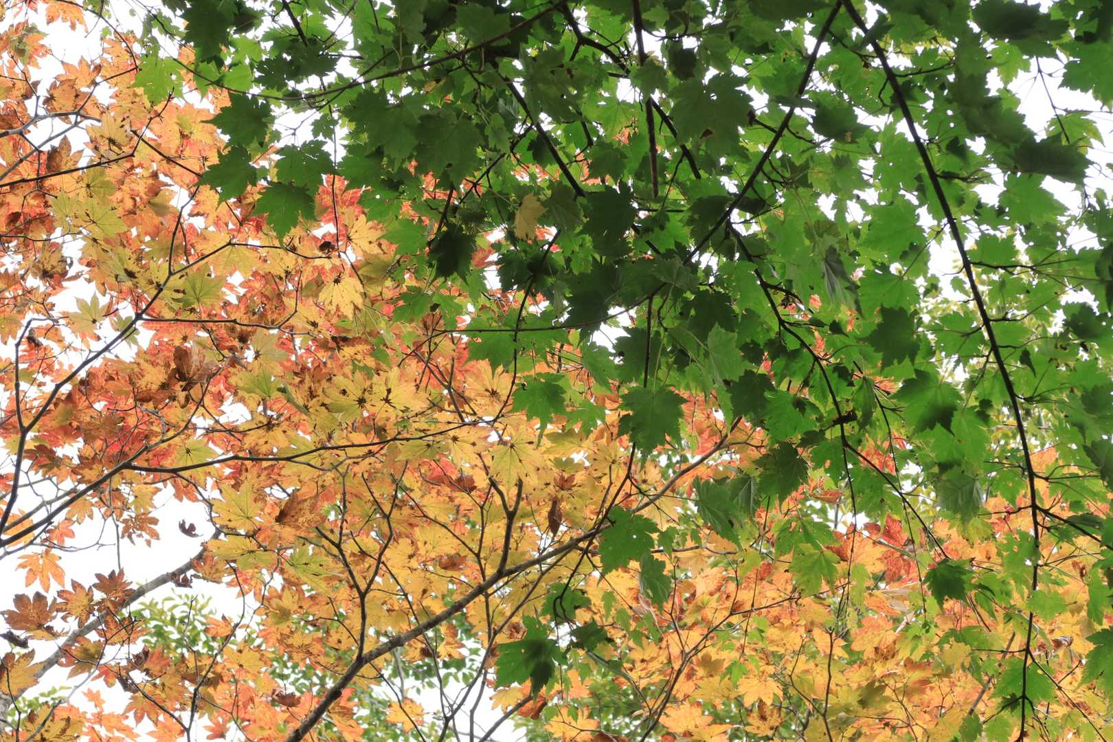 今年の紅葉は残念のようだ。