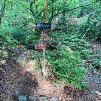 イブルキノコバ
左を通って武奈ヶ岳山頂へ