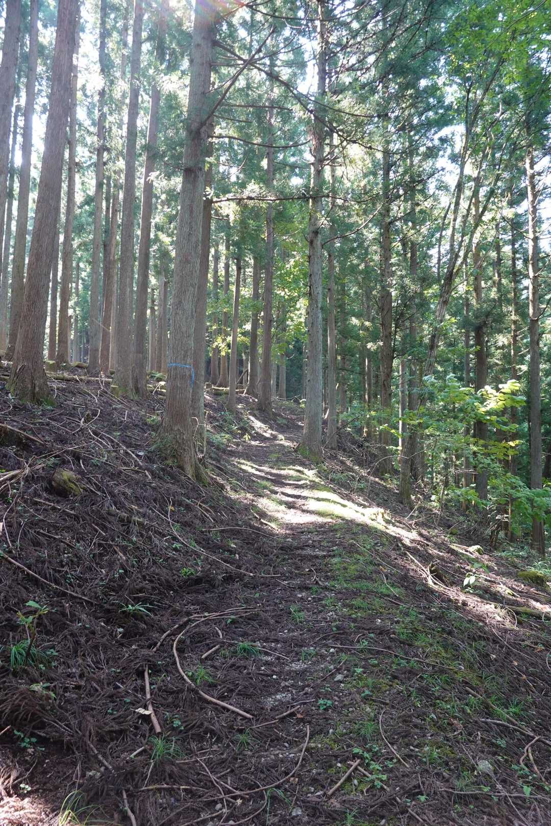 杉ノ峠-父不見山 往復コースの写真