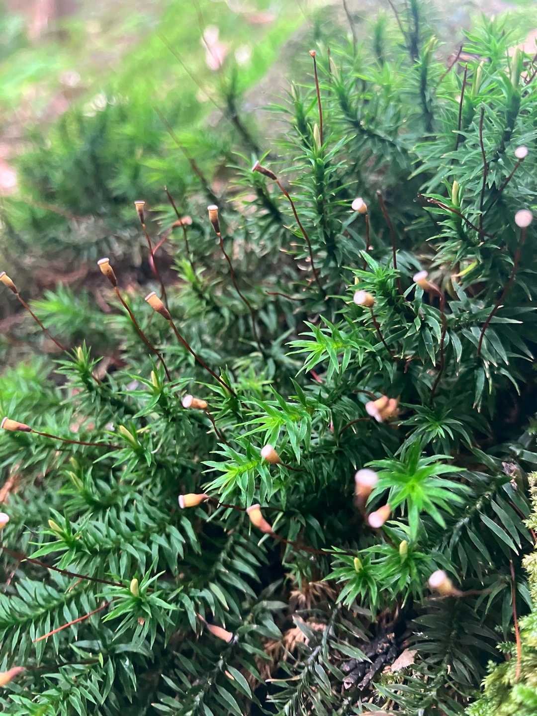 苔にも可愛い花が✨