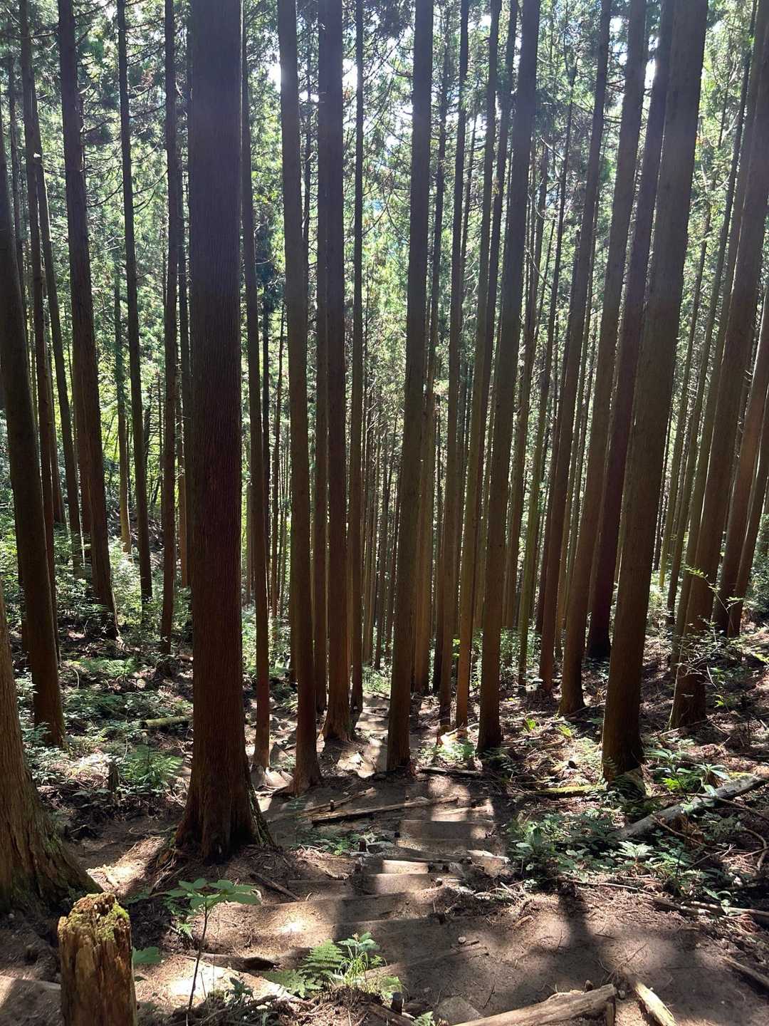 百ヶ辻登山口-金剛山 往復コースの写真
