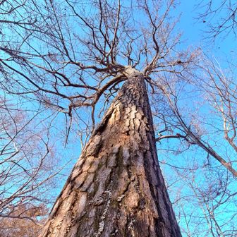 　　威風堂々〜　ᕦ(ò_óˇ)ᕤ