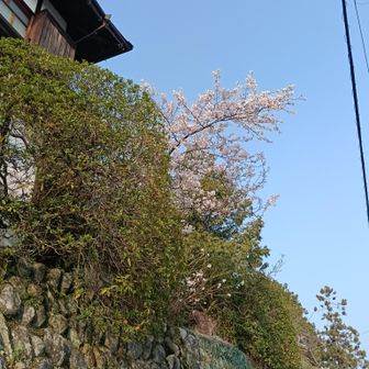 歩くと桜がたくさん