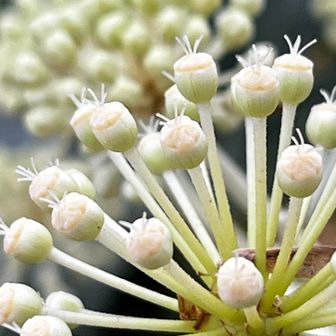 八手（ヤツデ）
大型の葉に切れ込みが入り、掌状に多数（7〜11枚）に分かれている。奇数の場合が多いものの、縁起の良い八枚に喩える。