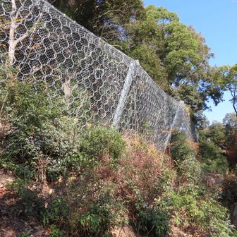 こんなんいるんか