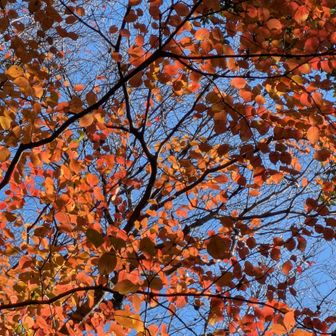 透けて見える赤がきれい