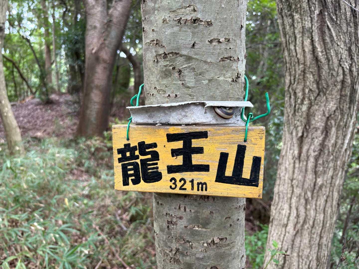 龍王山の上にカタツムリがいます
