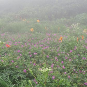 ハクサンフウロ。小屋前は花畑