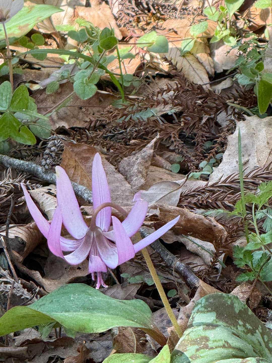 ８枚花弁のカタクリ8️⃣