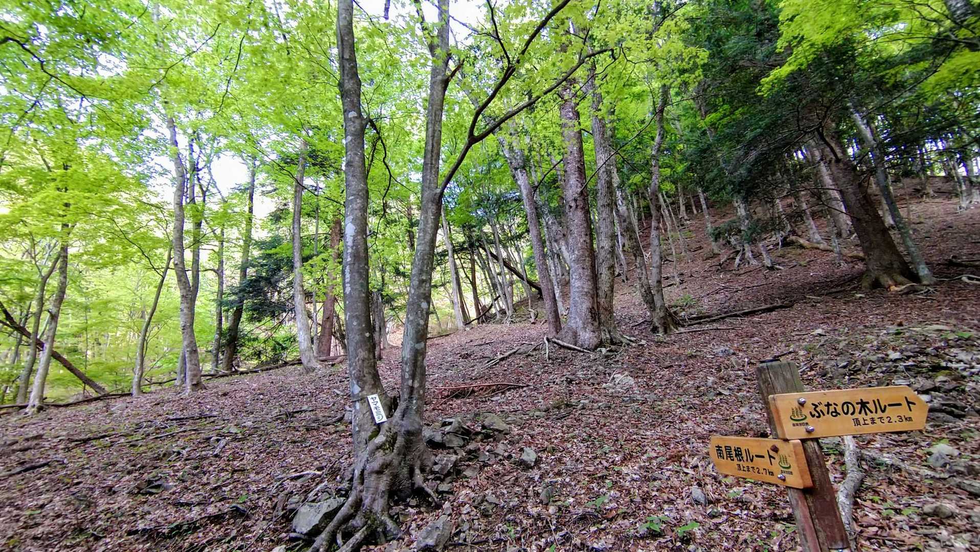 今回も南尾根ルートから登り、ぶなの木ルートで下山します。