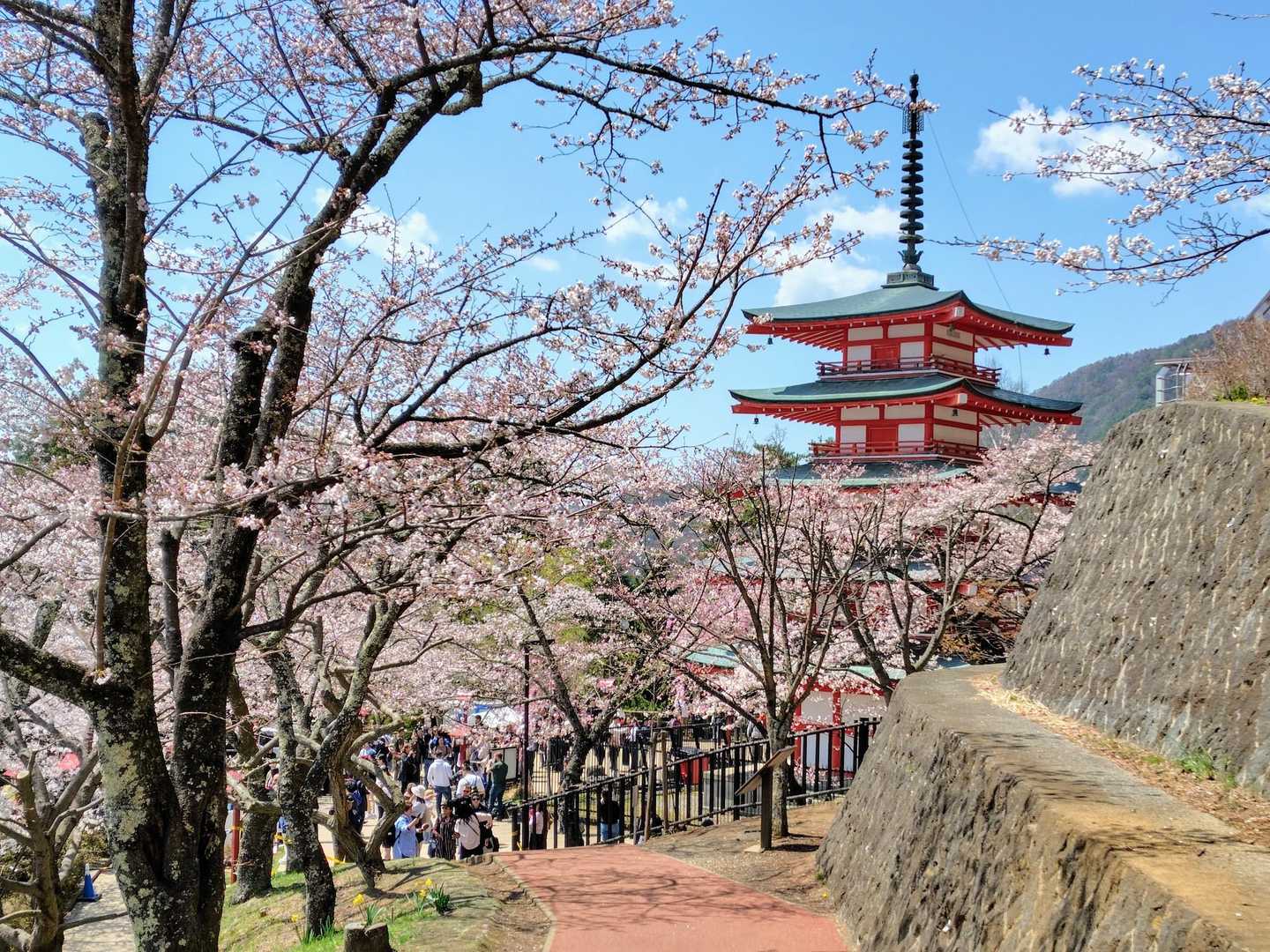 五重塔と🌸