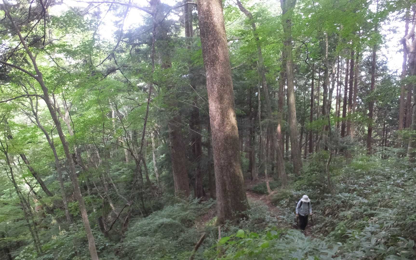 これもツガの大木
