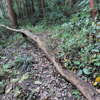 しかしその先に倒木が😅
整備後に倒れたのでしょう。
普通にまたいで通れます👍