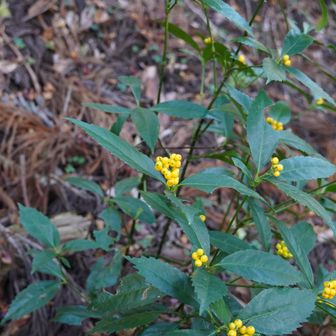 キミノセンリョウ