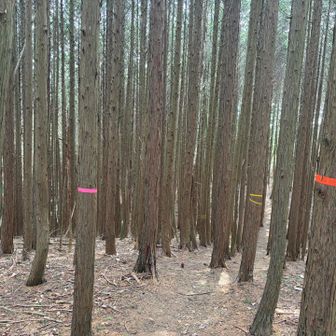 テープあり過ぎの件

この後迷いまくり
そこにはテープもリボンもなく💧
🎀巻く場所、ペース配分お願い🙏したい