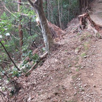 👀伐採作業後👍