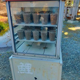 鯉のエサ。
売り物なのかわかりませんが、参拝客向けだとしたら１杯が多過ぎ(笑)
