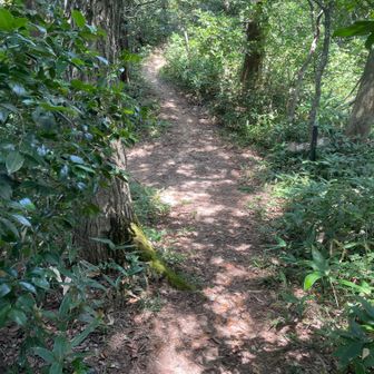 塔尾道の分岐。
小屋へ向かいます。