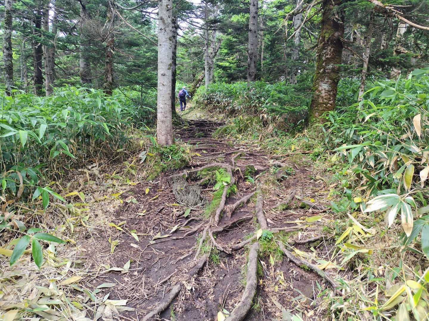 四阿山 往復コースの写真