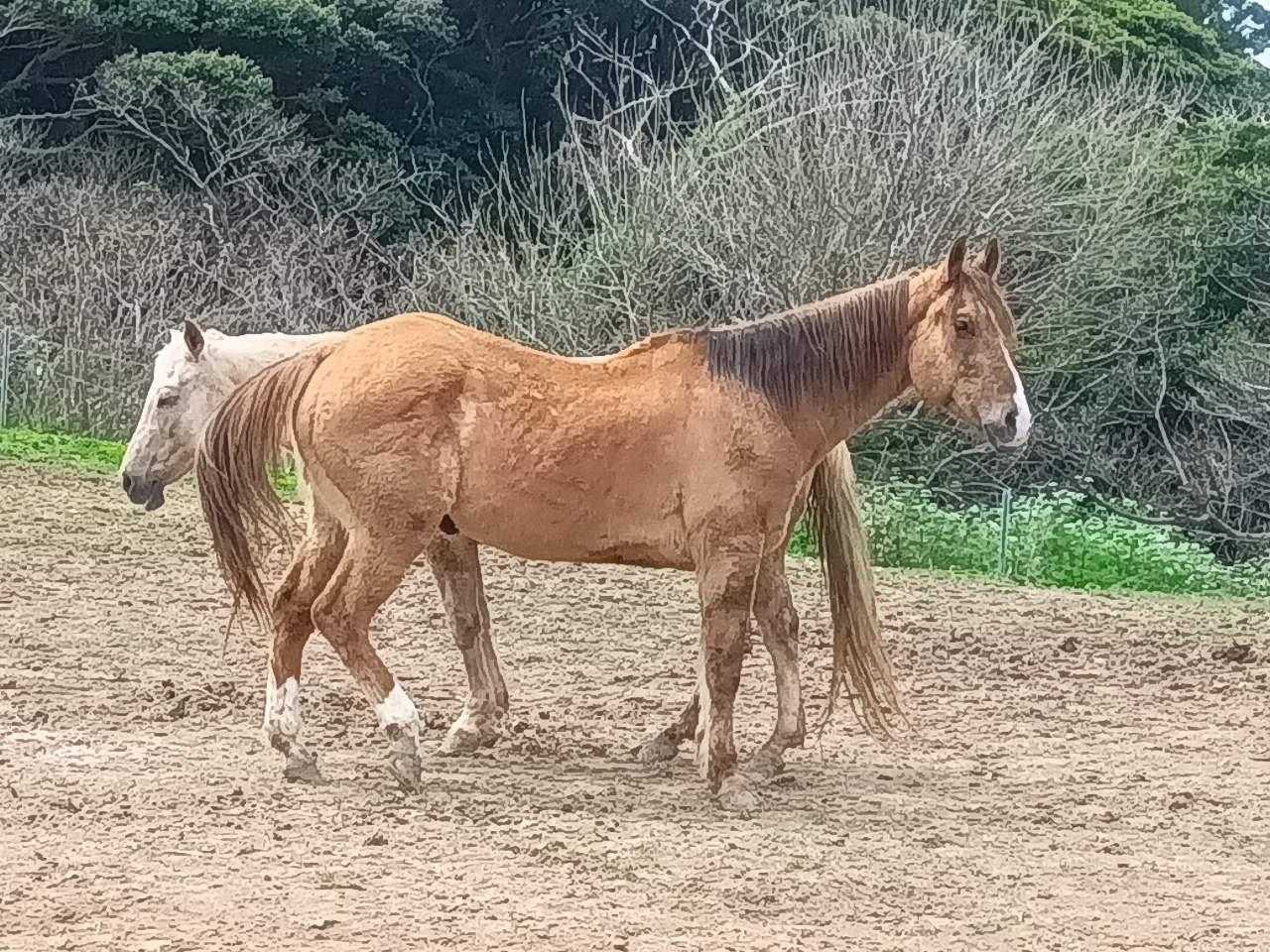違った種類の馬がいました