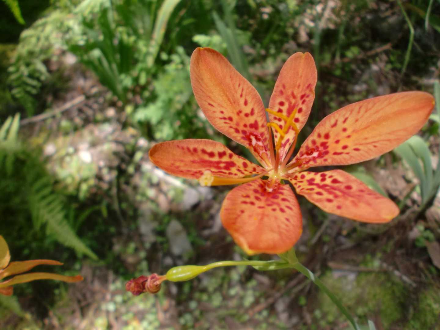 時折花も見かけます　
檜扇(ヒオウギ)