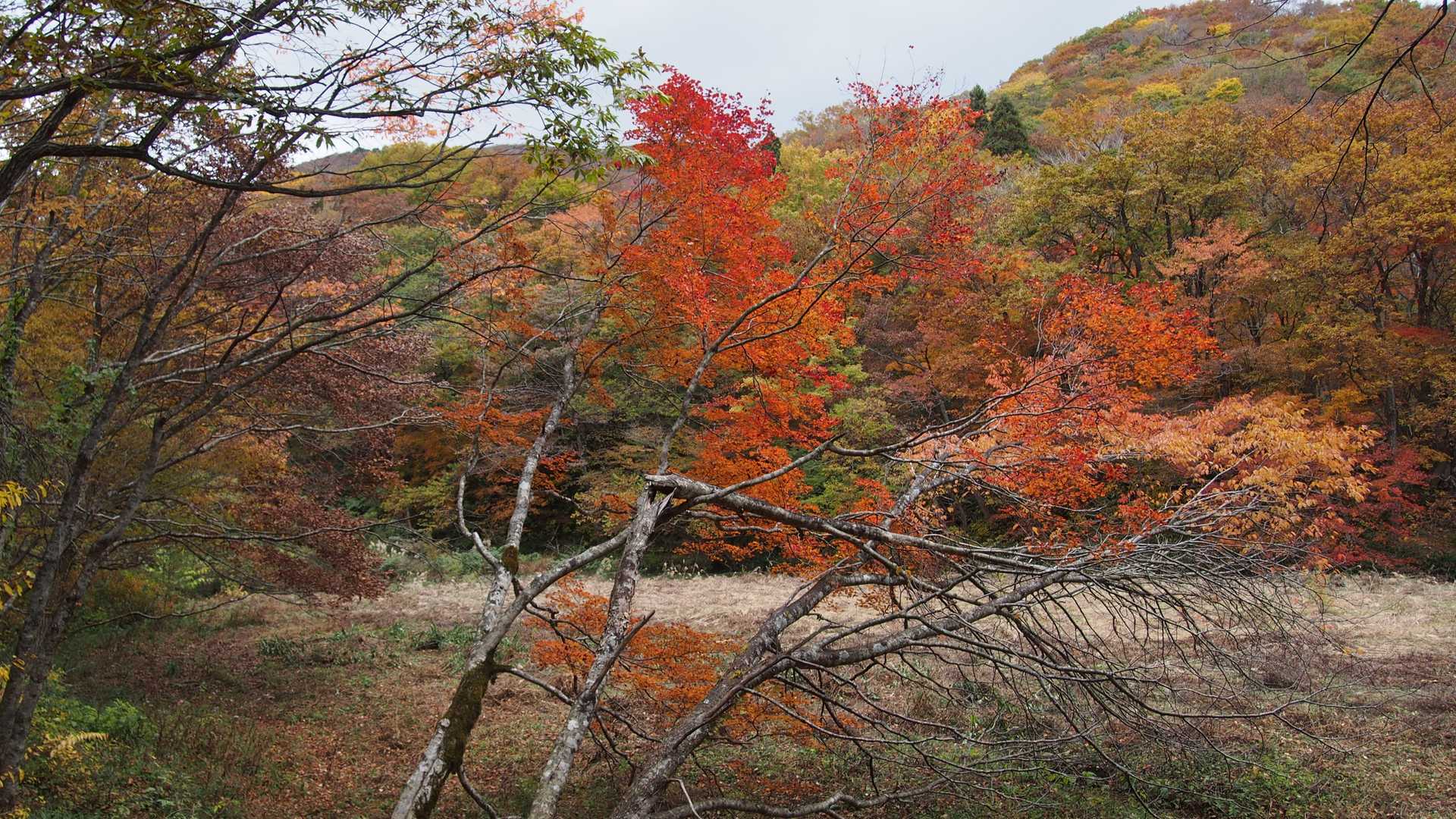 比婆山-池ノ段-立烏帽子山 周回コースの写真