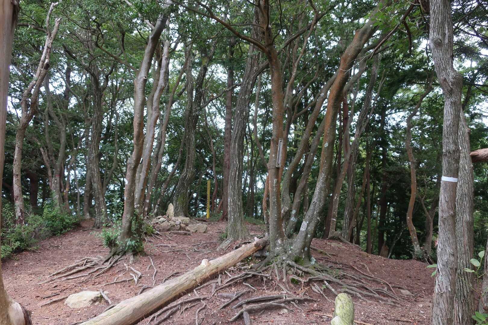 槇尾山の写真