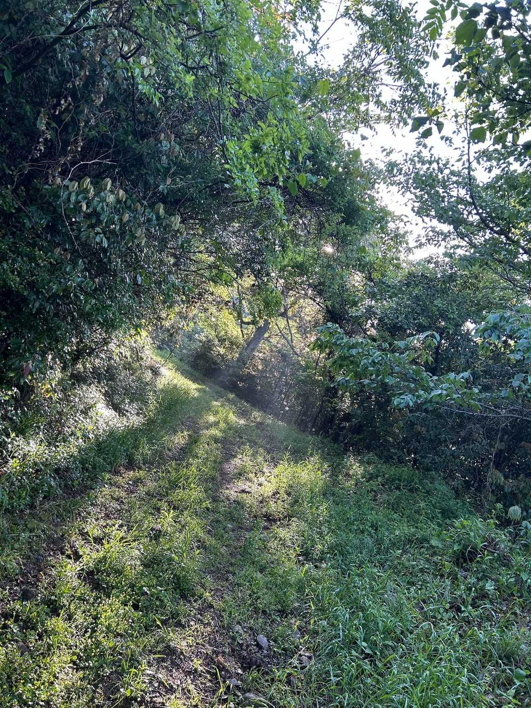 高山山頂までは、ほぼこんな感じ
あっという間に山頂