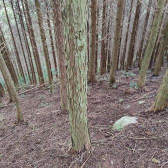 急斜面を下ります。