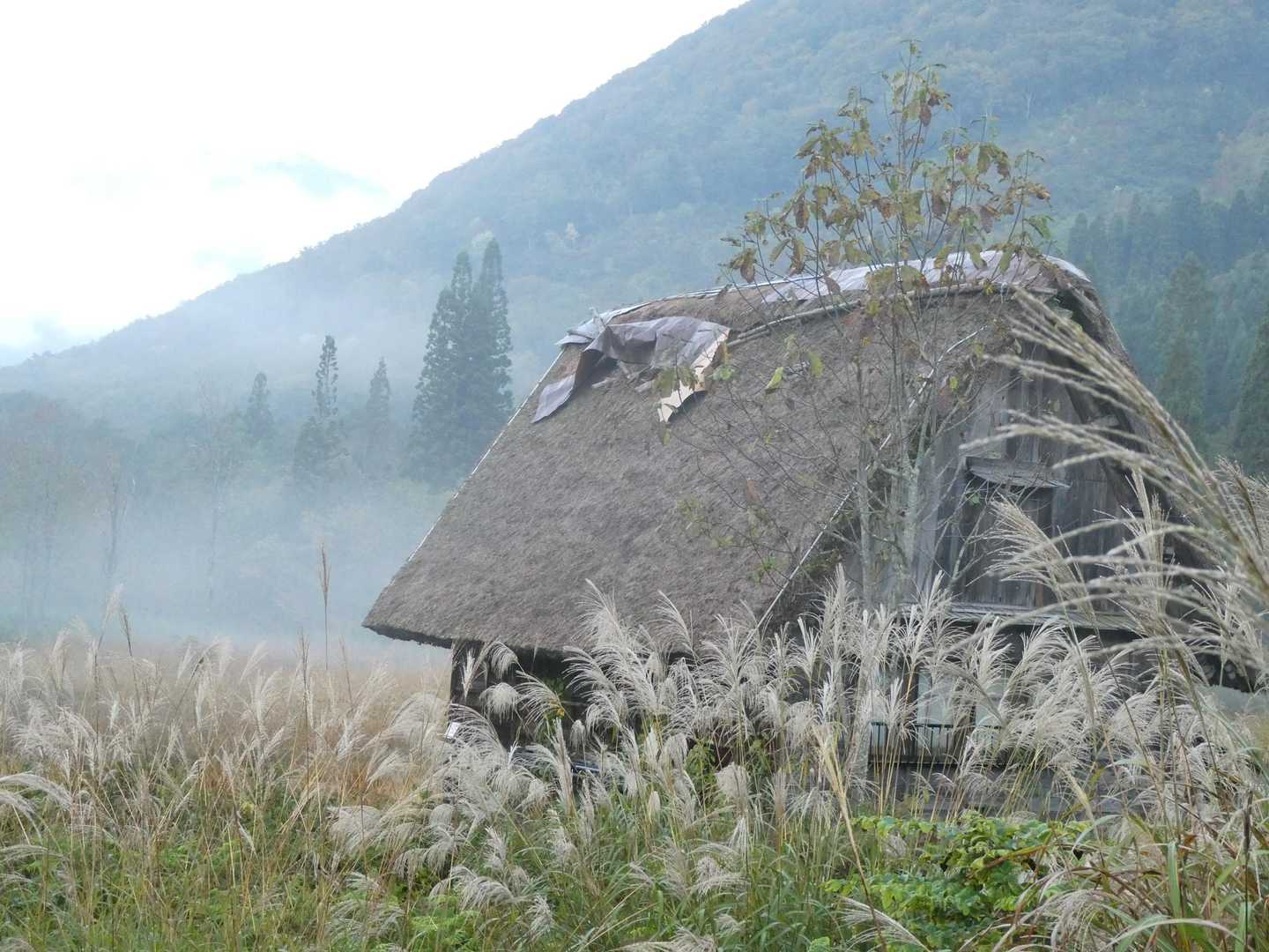 朝靄が良い感じなの🍀
