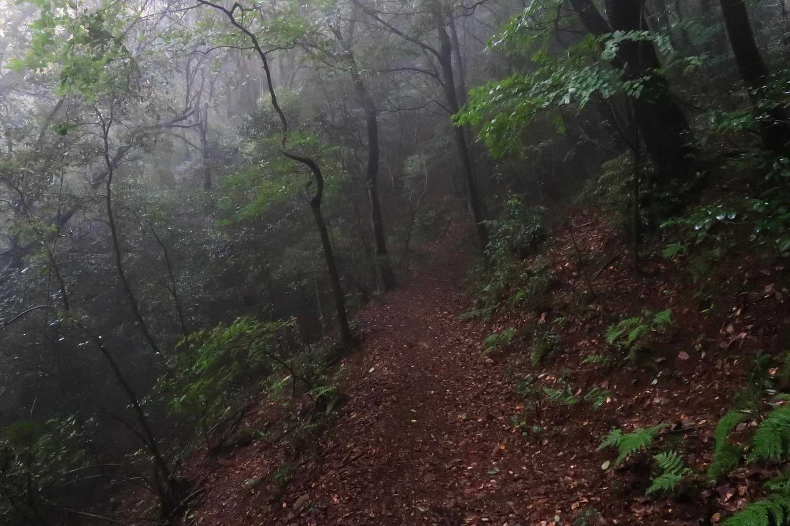 少しガスっていてうっそうとしてます。