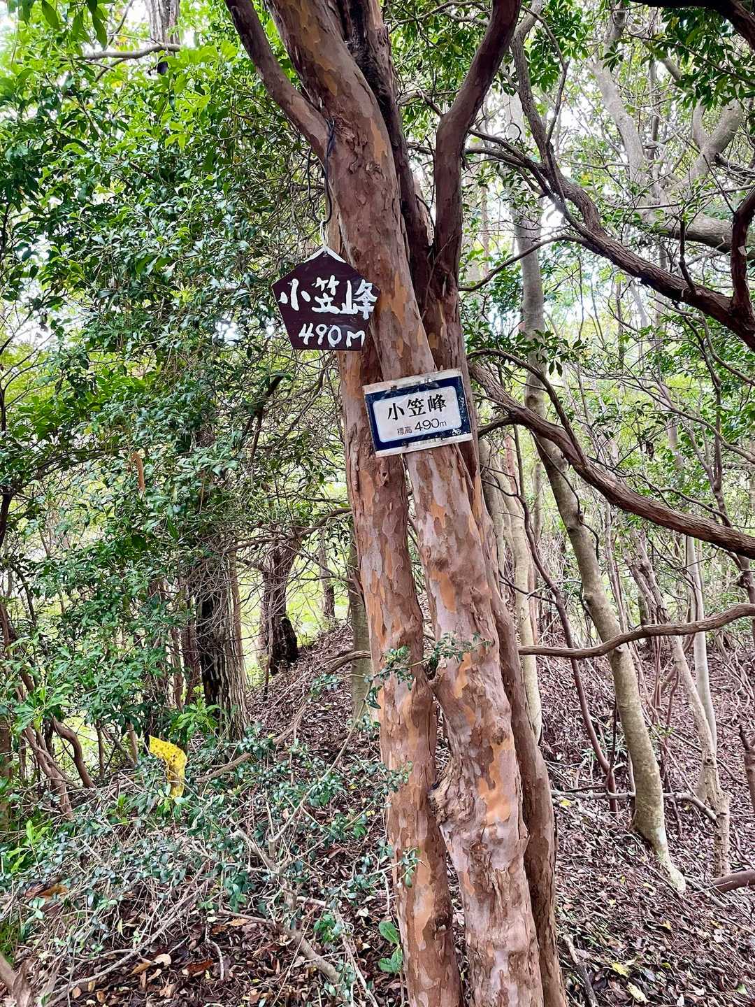樫ヶ峰-社家郷山-行者山-行者山ハイキングコース西逆瀬台口 縦走コースの写真